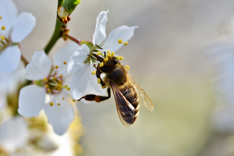 jardinerie-BARGEMON-min_bee-4092986